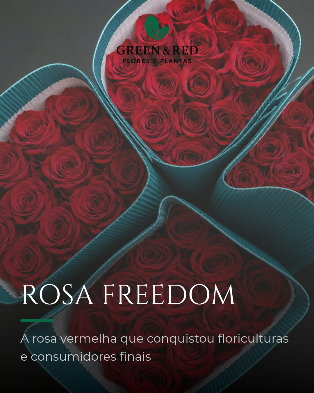 Post pronto para Ibra Green & Red